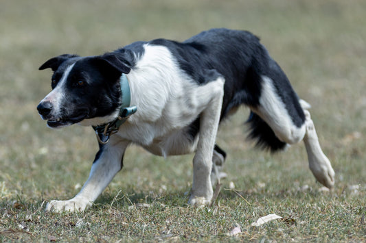 THE DOG THAT WON’T WALK UP: Building push and confidence in young dogs that hang back