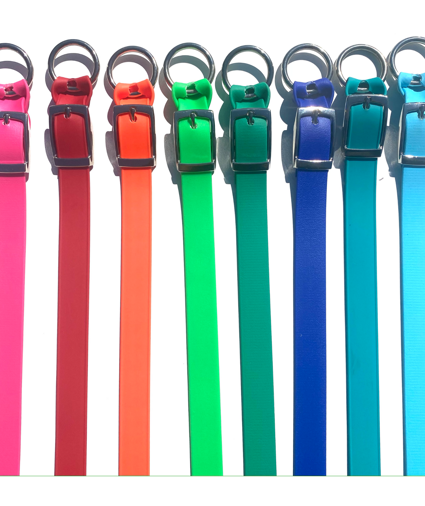 Dog Collars